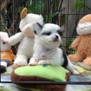 ชิวาวาขนยาว ราคาถูก