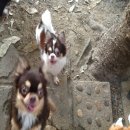 พ่อพันธุ์ชิวาวาแบ่งขาย สีขาวช็อคมีคิ้ว ราคาไม่เกิน5,000฿