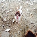 แบ่งพ่อพันธุ์ชิวาวาขนยาว สีขาวช็อค คิ้วใหญ่5,000฿