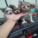 ลูกชิวาว่าขนยาวเพศเมีย