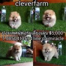 ปอมๆเพียง 5000 สามารถต่อรองได้นะคะ น่ารักพร้อมย้ายบ้าน