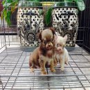 ชิวาวาขนยาว อ้วนกลม น่ารัก 5,000฿