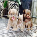 ชิวาวาขนยาว ราคาถูก5,000฿ น่ารัก อ้วนกลม แข็งแรง