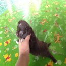 ชิวาวาขนยาว เพศผู้ เพศเมีย ราคา5,000฿อ้วนกลม น่ารัก