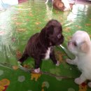 ชิวาวาขนยาว สีช็อค สีขาว สีครีม สีน้ำตาล