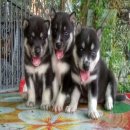 ไซบีเรีย อายุ  30  วัน  มีเพศ  ผู้และเพศ  เมีย  