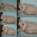 Scottish fold long hair เพศชาย สีcream ใบเพ็ดชมรมscfc ราคาพิเศษ