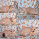 Scottish fold เพศชาย ใบเพ็ดชมรมscfc ราคาพิเศษ!! 