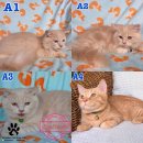 Scottish fold เพศชาย โครงสร้างใหญ่ ใบเพ็ดชมรมscfc ราคาพิเศษ เข้าชมตัวจริงก่อนได้