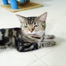 American Shorthair เพศชาย