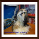 ย้ายบ้านแล้วคร๊า สายเลือดแชมป์ Girl WF2 เกรดพรีเมี่ยม