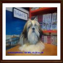 ย้ายบ้านแล้วค่ะ >>> สายเลือดแชมป์ Girl WF1 เกรดพรีเมี่ยม