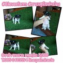 ขายสุนัขลำปาง ชิวาว่า ขนยาว เพศเมีย 5000 พร้อมย้านบ้าน