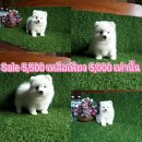 Big Sale จาก 5500 บาทเหลือเพียง 5000 บาทเท่านั้น ปอมเพศผู้น่ารักๆ