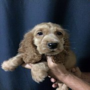 อิงลิช ค๊อกเกอร์ English Cocker พร้อมย้ายบ้านค่ะะะ
