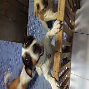 ขายพ่อพันธุ์แจ็ครัสเซลแท้ๆ100%