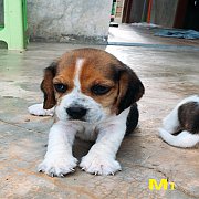น้องหมาบีเกิ้ล สามสี เพศผู้ น่าตาน่ารัก ราคาไม่แพง 