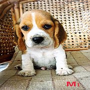 น้องหมาบีเกิ้ล สามสี เพศผู้ น่ารัก สุขภาพแข็งแรง ราคาไม่แพง