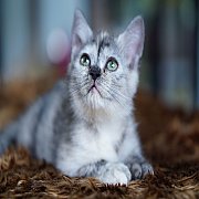 ขายแมวหูตั้ง เพศเมีย