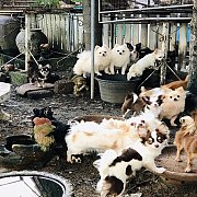 ชิวาวาขนยาว และปอมแท้ หมาเด็ก หมาสาว หมาโต พร้อมผสมและพร้อมท้องแบ่งออก 5,000฿
