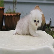 หาบ้านให้ลูกแมวเปอร์เซีย ชินชิล่าซิลเวอร์ สายพันธุ์แท้ 