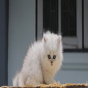 หาบ้านให้ลูกแมวเปอร์เซีย ชินชิล่าซิลเวอร์ แท้ๆ