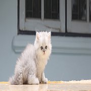 หาบ้านให้ลูกแมวเปอร์เซีย ชินชิล่าซิลเวอร์ สายพันธุ์แท้ (เด็กผู้ชาย)