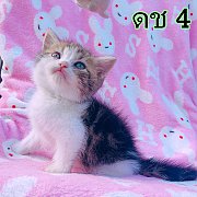 (ราคาแบ่งกันเลี้ยง) สก็อตทิชโฟลด์แท้ 100%หูตั้ง หูพับ กระโหลกใหญ่ 