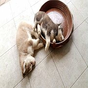 ขายลูกหมาไซบีเรียน ฮัสกี้ 