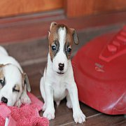 ขายลูกสุนัขแจ็ครัสเซลเทอเรียแท้