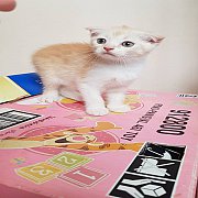 ++SALE++Scottish Fold ชาย ส้ม 5000