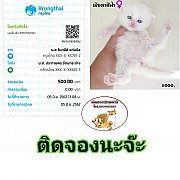 ติดจองแล้วจร้า เปิดจองลูกแมวเปอร์เซียแท้สีขาว เมียตาสวยสีฟ้า พระประแดง สุขสวัสดิ...