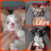 ชิวาวาหนุ่มน้อยหาบ้าน