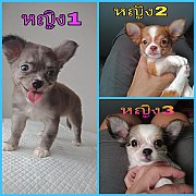 ชิวาวาสาวน้อยหาบ้าน