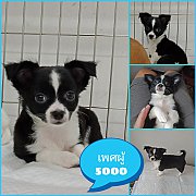 ชิวาวาน้อยพร้อมย้ายบ้าน