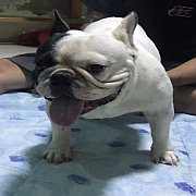 เปิดรับ ผสมพ่อพันธุ์ เฟร้นบูลด็อก  ขาว-ดำ