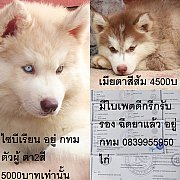 ขาย ไซบีเรียน ฮัสกี้,  กทม  มารับเองลดได้ครับ มีใบเพตดีกีรับลอง