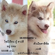 ขาย ไซบีเรียน ฮัสกี้,  กทม  มารับเองลดได้ครับ มีใบเพตดีกีรับลอง