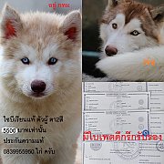 ขาย ไซบีเรียน ฮัสกี้,  กทม  มารับเองลดได้ครับ มีใบเพตดีกีรับลอง