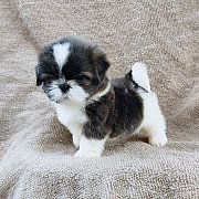 ชิสุแท้5000.-เก็บปลายทาง มีปะกันสุขภาพ เทสลำไส้ก่อนส่งline::happyshihtzu4289