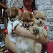 น้องปอม