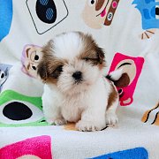 ชิสุแท้5000.-มีเก็บปลายทาง idline::happyshihtzu4289