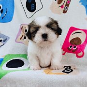 ชิสุแท้5000.-มีเก็บปลายทาง idline::happyshihtzu4289