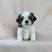 ชิสุแท้4500 มีเก็บปลายทาง idline::happyshihtzu4289