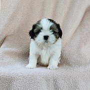ชิสุแท้4500.-มีเก็บปลายทาง idline::happyshihtzu4289