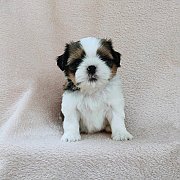 ชิสุแท้4500.-มีเก็บปลายทาง idline::happyshihtzu4289