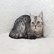 ขายสก็อตติช หูตั้ง สีsilver spotted (ลายเสือดาว) เพศผู้ 6เดือนกว่า 