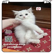 ***ได้บ้านแล้ว***ลูกแมวเปอร์เซียผู้ขาวตา2สี