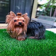 พ่อพันธุ์เจลลี่เปิดรับผสมไซด์เล็ก หนัก 1.8-2 kg ​