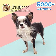 ดช. ชิวาวา ขนยาว